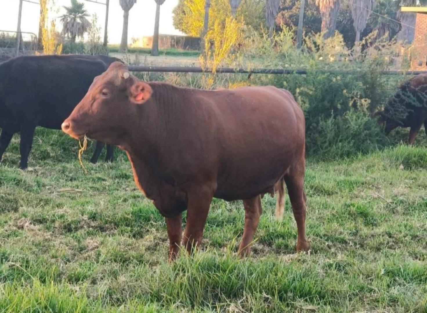 5 Bedroom Farm for Sale - Gauteng